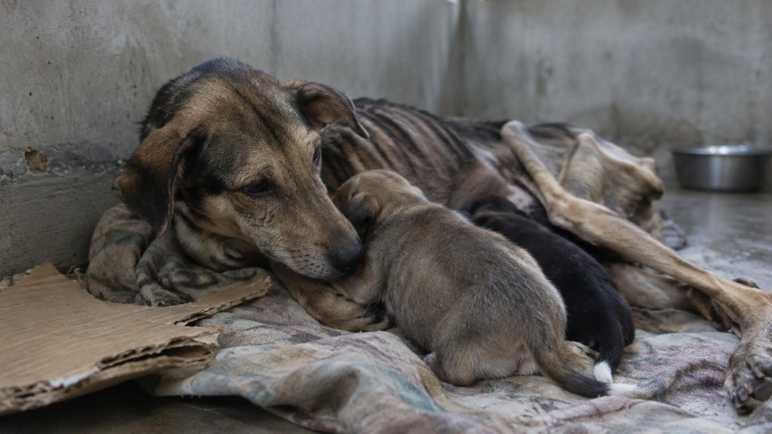 Affamée au point de manger du carton et trop faible pour allaiter ses chiots : ce qui est arrivé à Star et sa fille Aria
