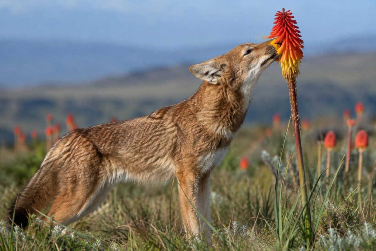 Loup d'Éthiopie au pelage roux vif, museau plongé dans les fleurs rouges-orangé du red hot poker pour en lécher le nectar, sur les hauts plateaux montagneux.