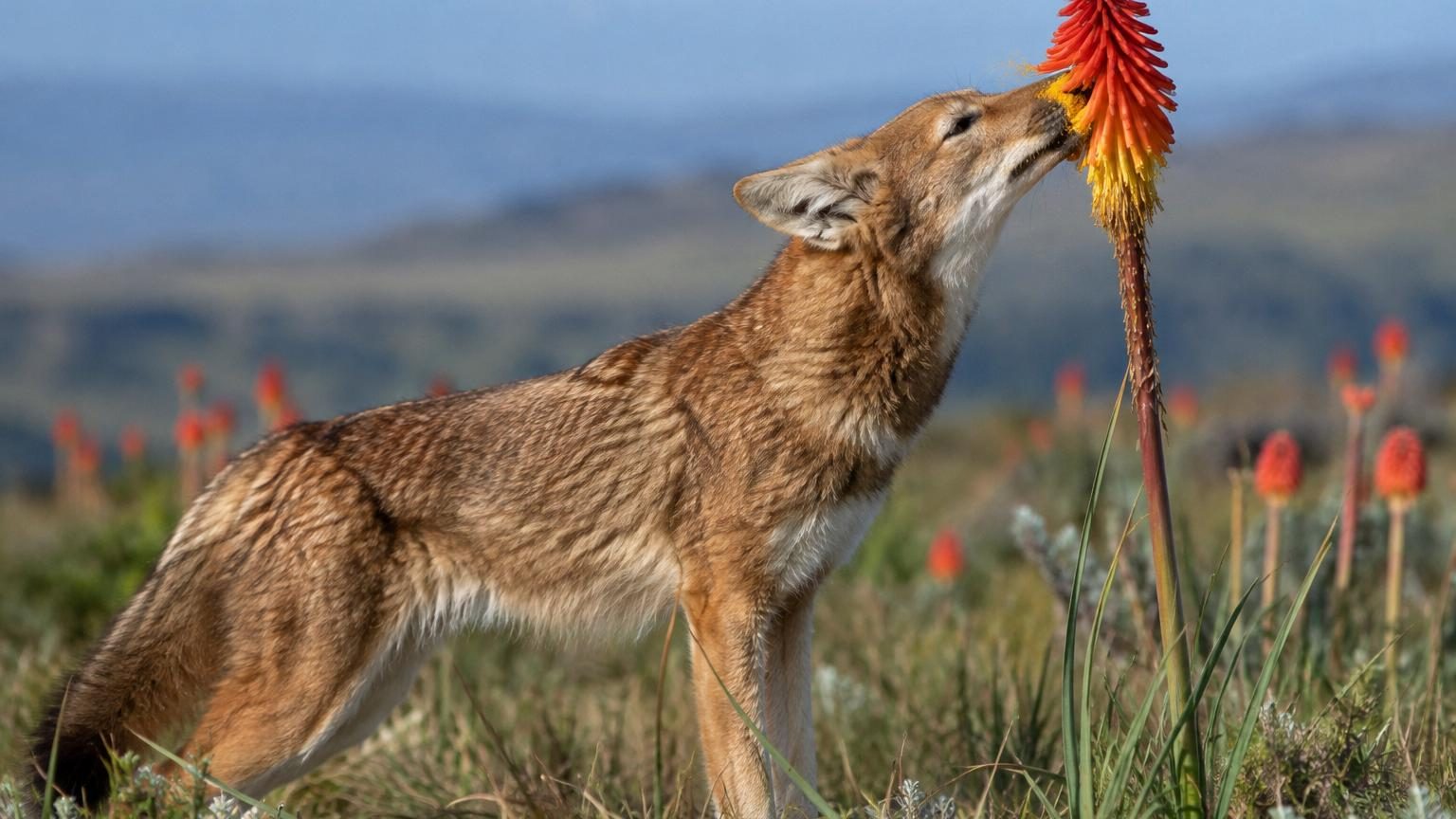 Loup d'Éthiopie au pelage roux vif, museau plongé dans les fleurs rouges-orangé du red hot poker pour en lécher le nectar, sur les hauts plateaux montagneux.