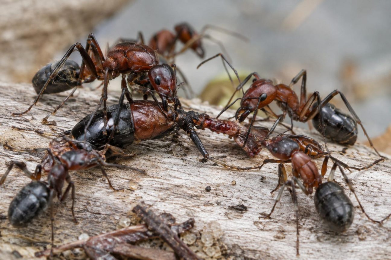 Gros plan sur des fourmis charpentières de Floride effectuant une opération chirurgicale collective sur la patte blessée d'une congénère, plusieurs fourmis maintenant l'insecte pendant qu'une autre sectionne le membre.