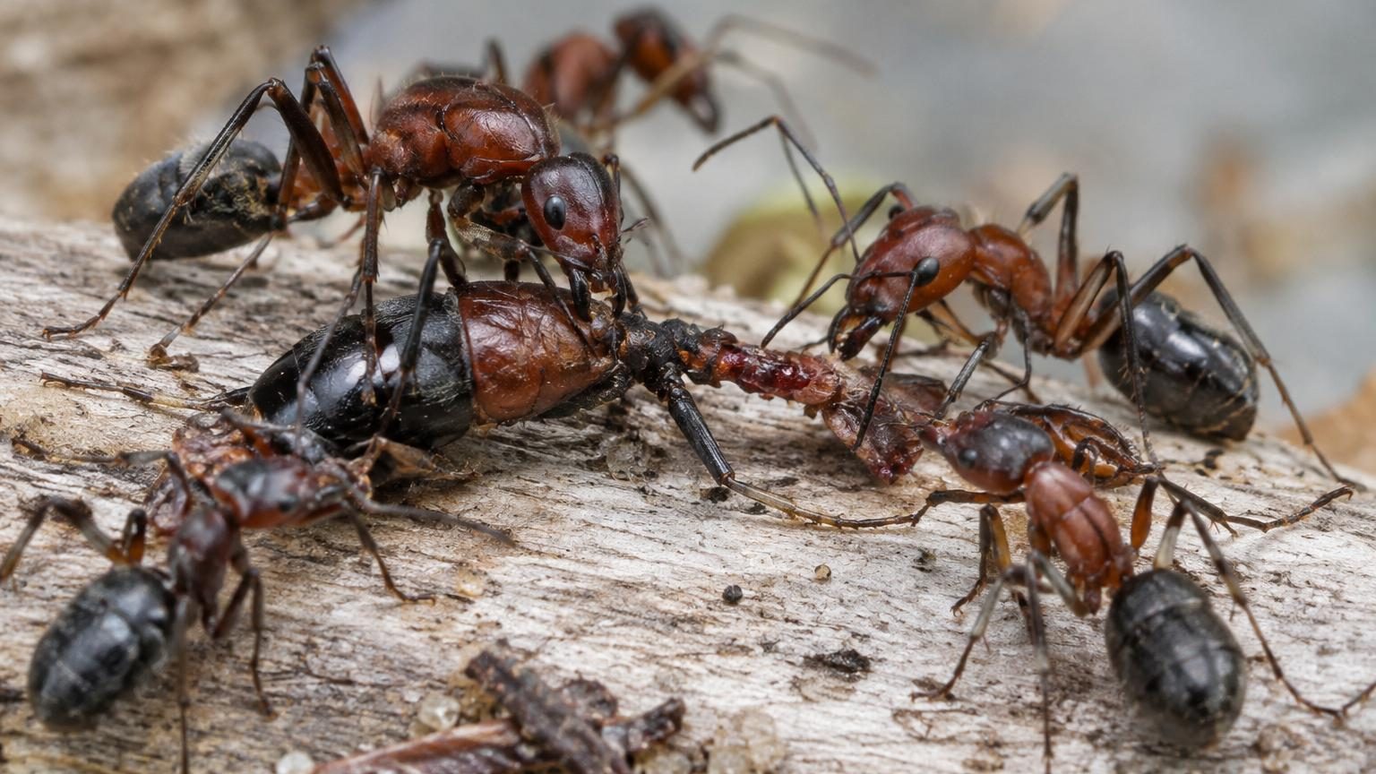 Gros plan sur des fourmis charpentières de Floride effectuant une opération chirurgicale collective sur la patte blessée d'une congénère, plusieurs fourmis maintenant l'insecte pendant qu'une autre sectionne le membre.