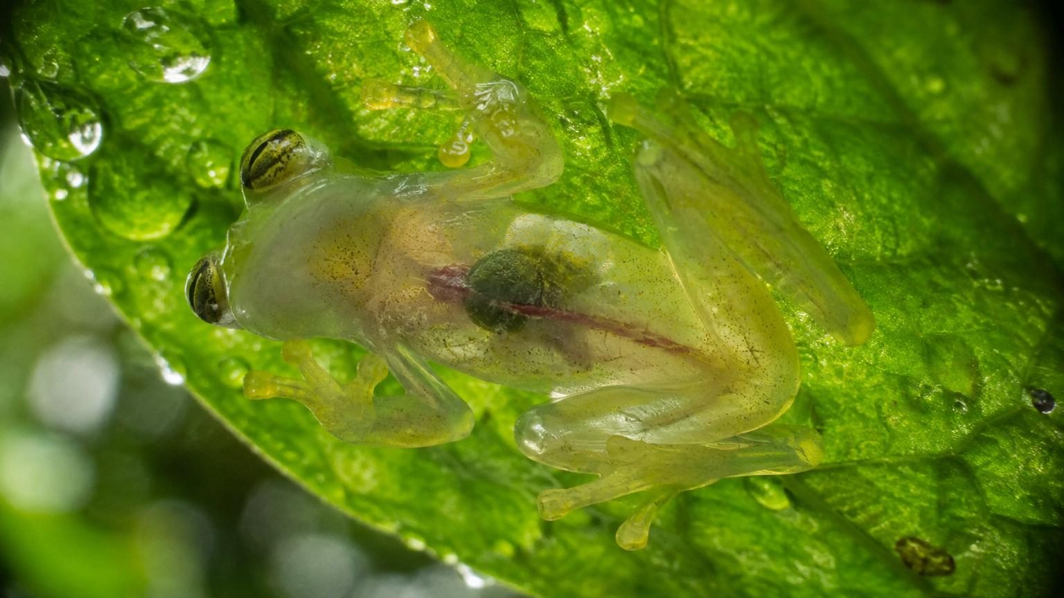 Grenouille de verre translucide posée sur une feuille verte, son corps pâle contrastant faiblement avec son environnement végétal.