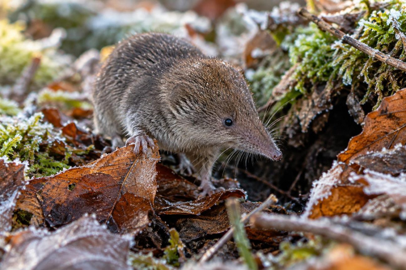 Cet animal minuscule rétrécit son propre cerveau avant l'hiver : et ce n'est même pas sa capacité la plus étrange