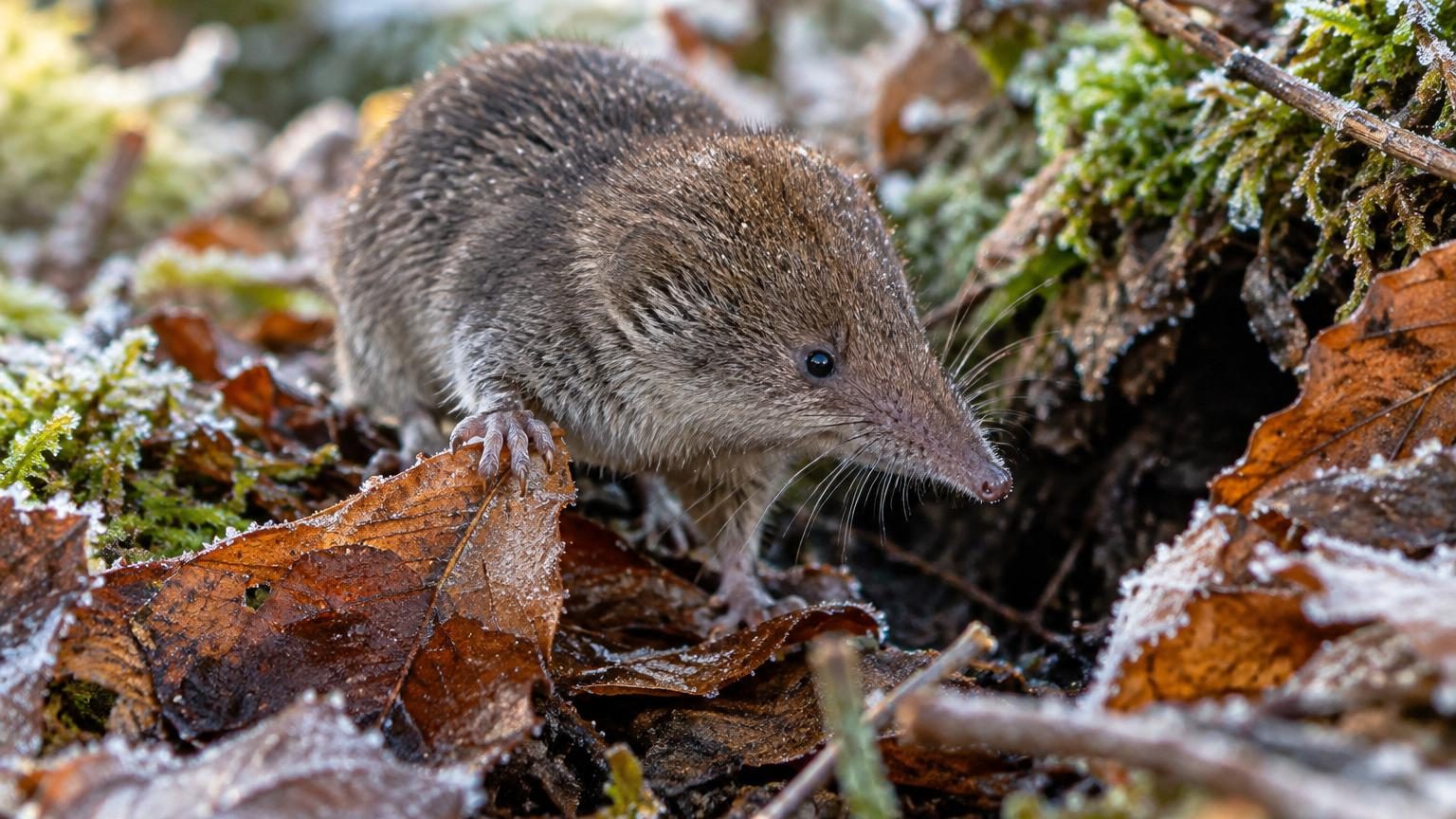 Cet animal minuscule rétrécit son propre cerveau avant l'hiver : et ce n'est même pas sa capacité la plus étrange