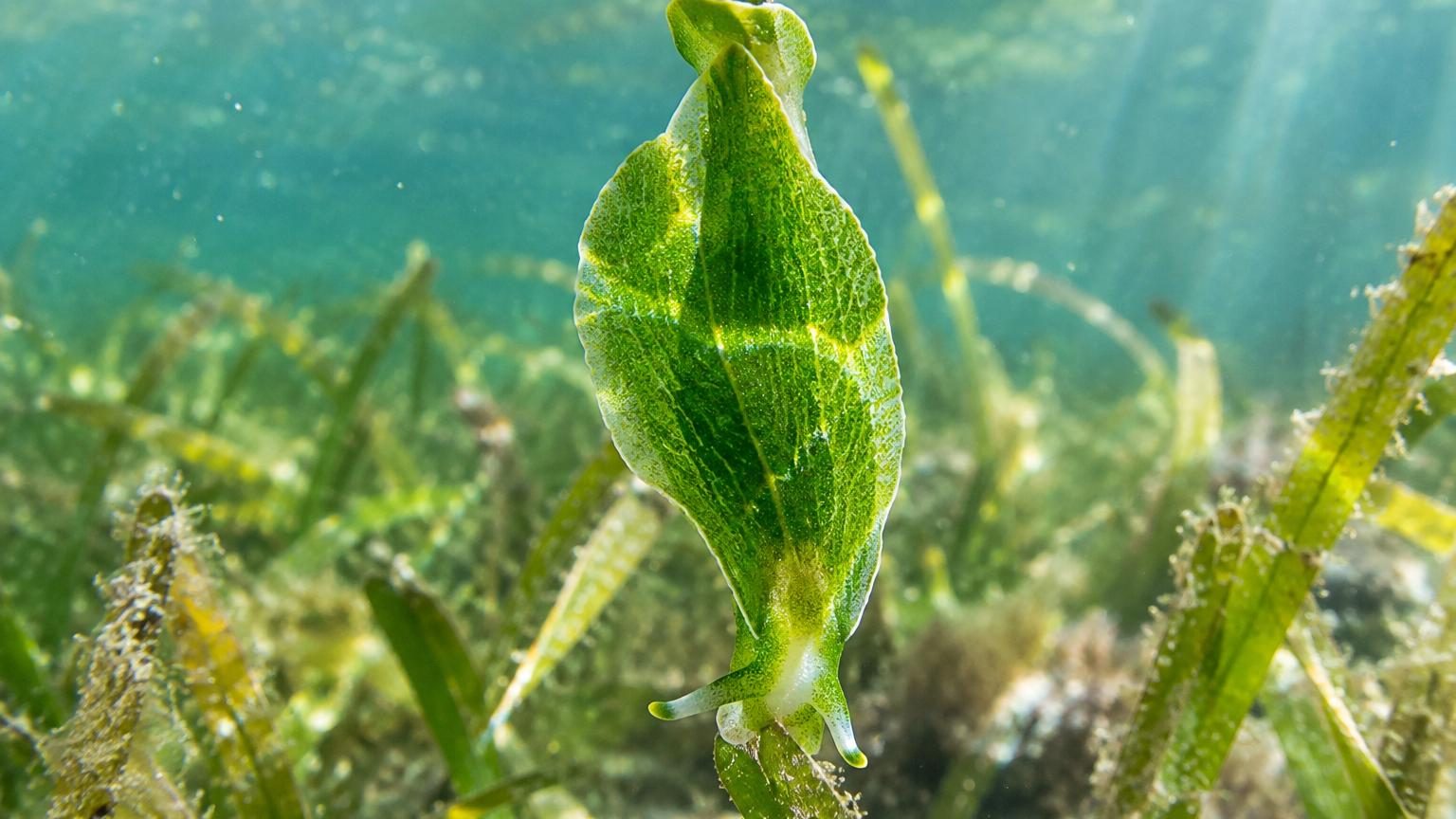 Minuscule limace de mer verte se nourrissant d'algues sous l'eau en Asie tropicale, avec ses chloroplastes brillants visibles.