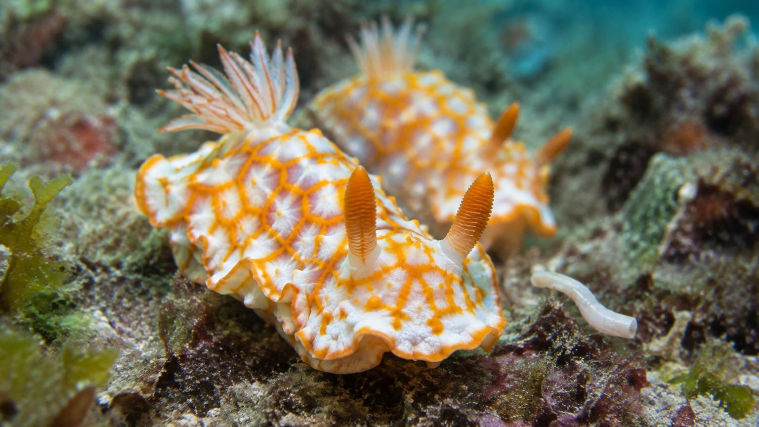 Cette limace de mer se détache le pénis après l'accouplement : moins de 24 heures plus tard, il a repoussé