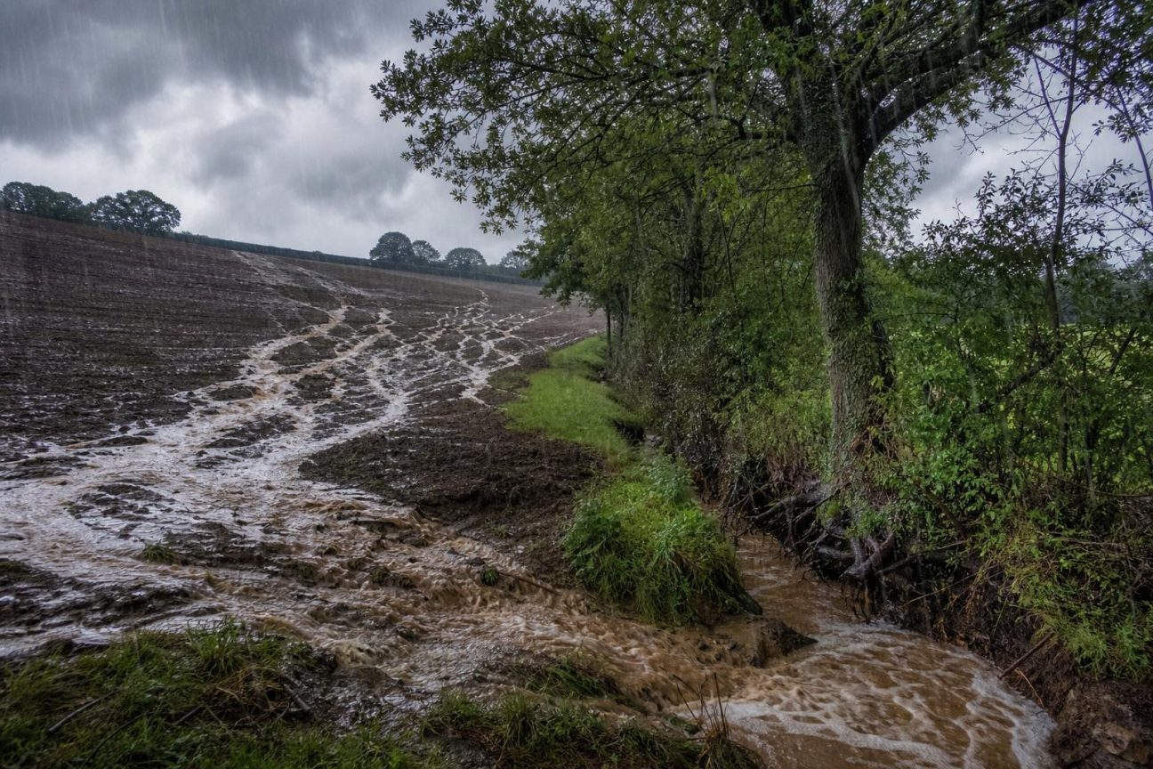 Paysage agricole breton montrant des champs ouverts et dégagés, sans talus ni haies bocagères, illustrant les transformations rurales depuis 1960.