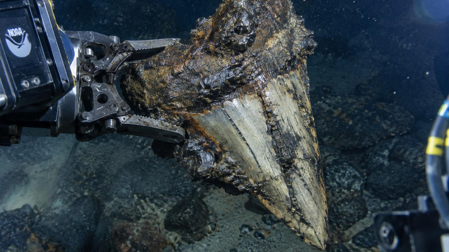 Dents fossilisées de mégalodon recouvertes de minéraux métalliques gisant sur le plancher océanique parmi des nodules polymétalliques