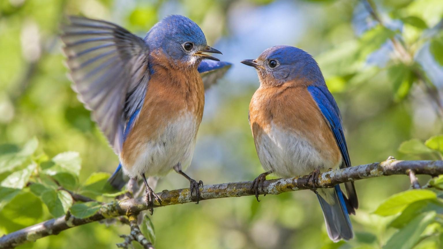 Une mésange japonaise battant des ailes sur une branche près de l'entrée étroite d'un nichoir en bois, tandis que son partenaire s'apprête à entrer.