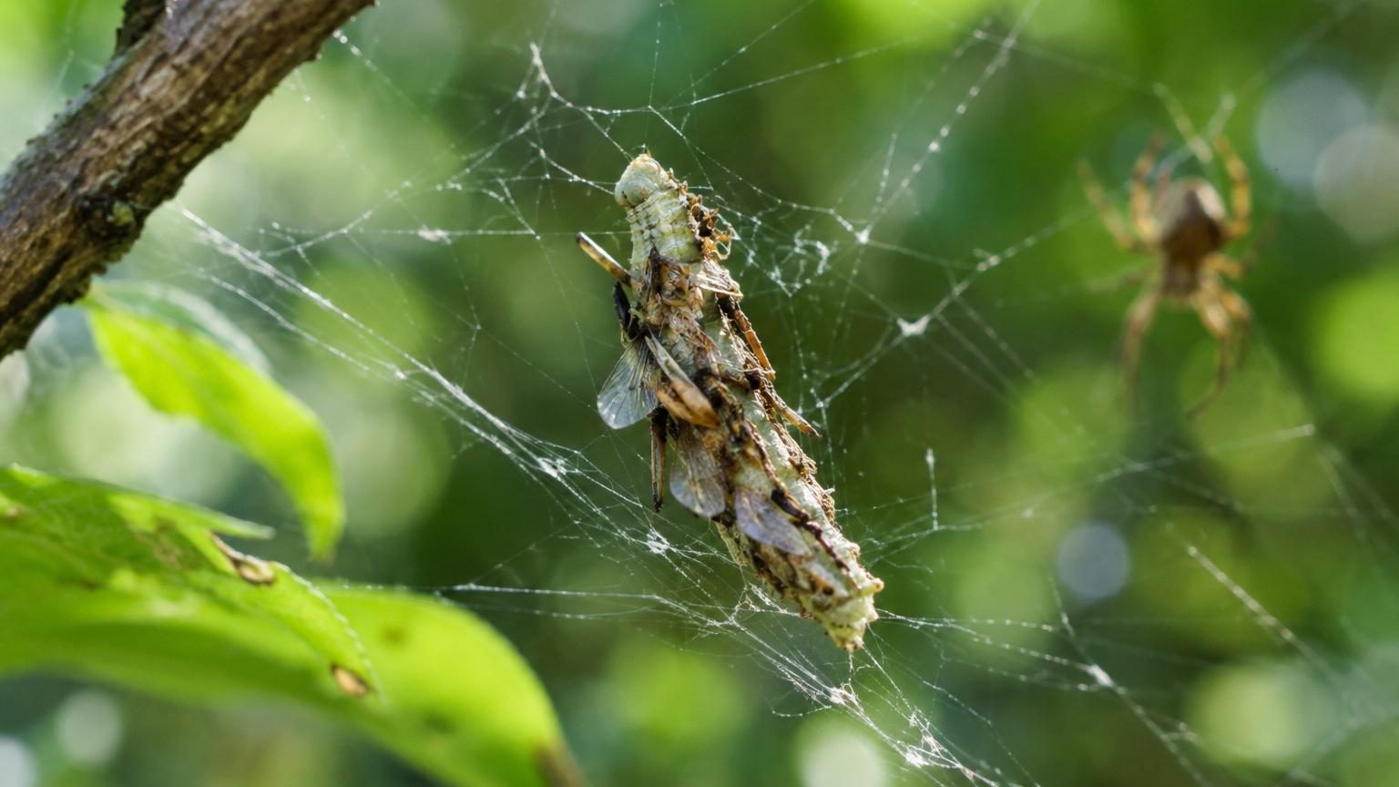 Une chenille couverte de fragments d'insectes morts fixés sur son abri de soie portable, cachée dans une toile d'araignée