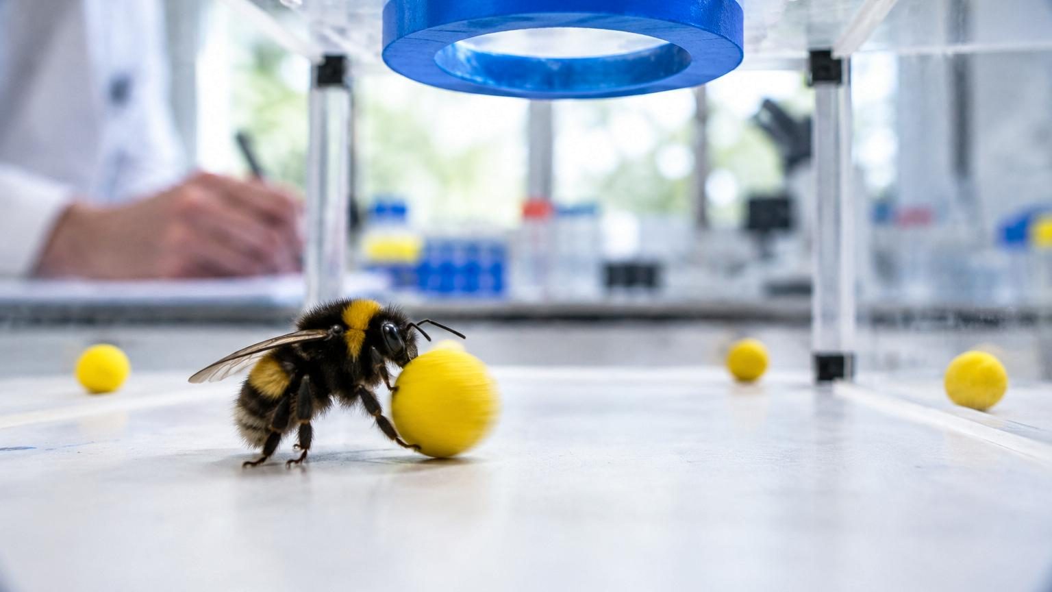 Bourdons dans un petit espace en plexiglas avec des balles de mousse et des anneaux bleus imprimés au plafond, réalisant une énigme scientifique.