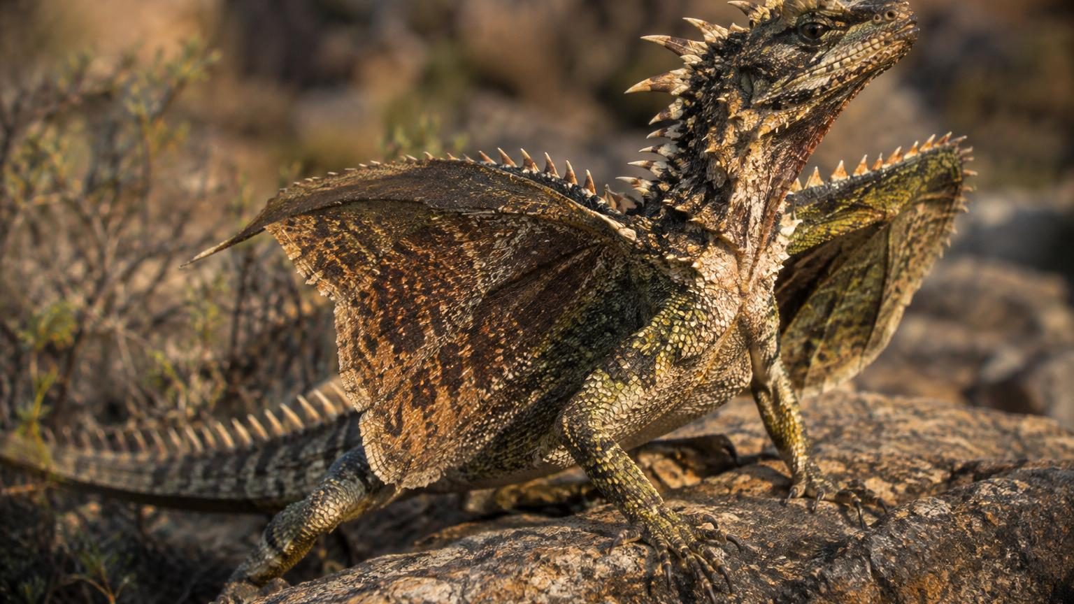 Neuf espèces de reptiles et oiseaux présentant des traits spectaculaires : écailles blindées, épines dorsales, membranes alaires et collerettes déployées ressemblant à des dragons miniatures.