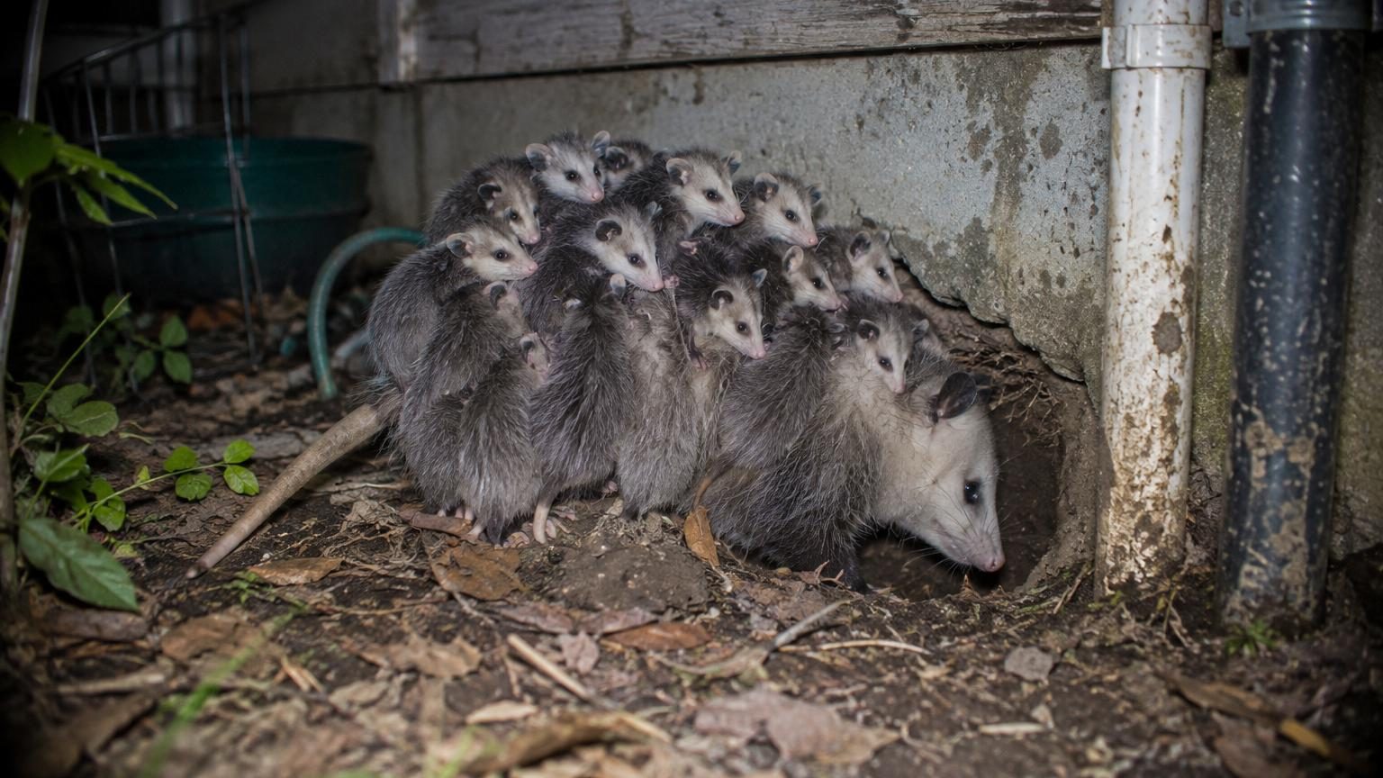 Il repère un trou trop grand pour un rat sous sa maison : sa caméra filme une visiteuse avec 10 bébés accrochés à son dos