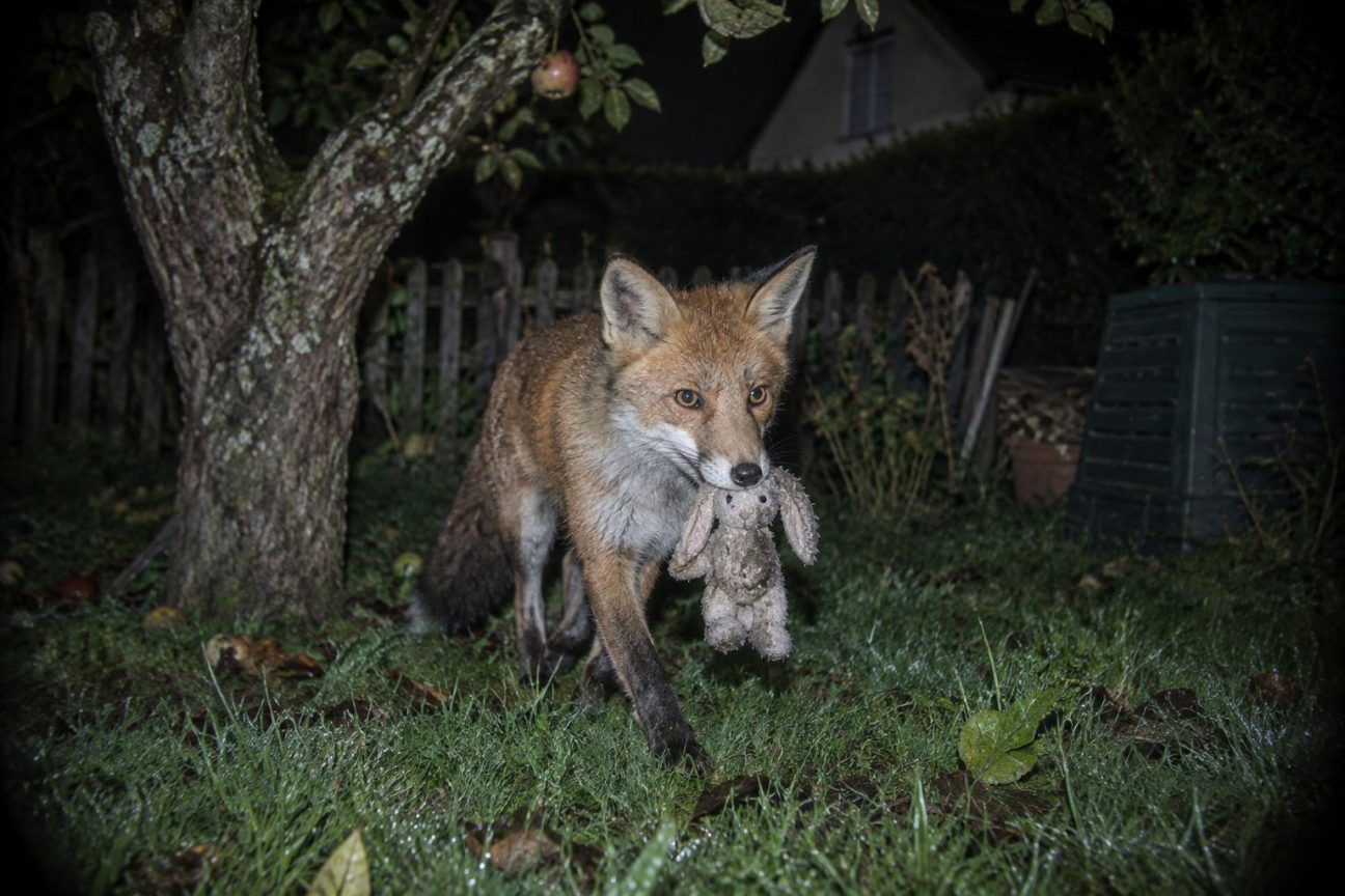 Renard roux passant furtivement dans un jardin de nuit, près d'un vieux pommier et de pelouse, capturé par caméra infrarouge.