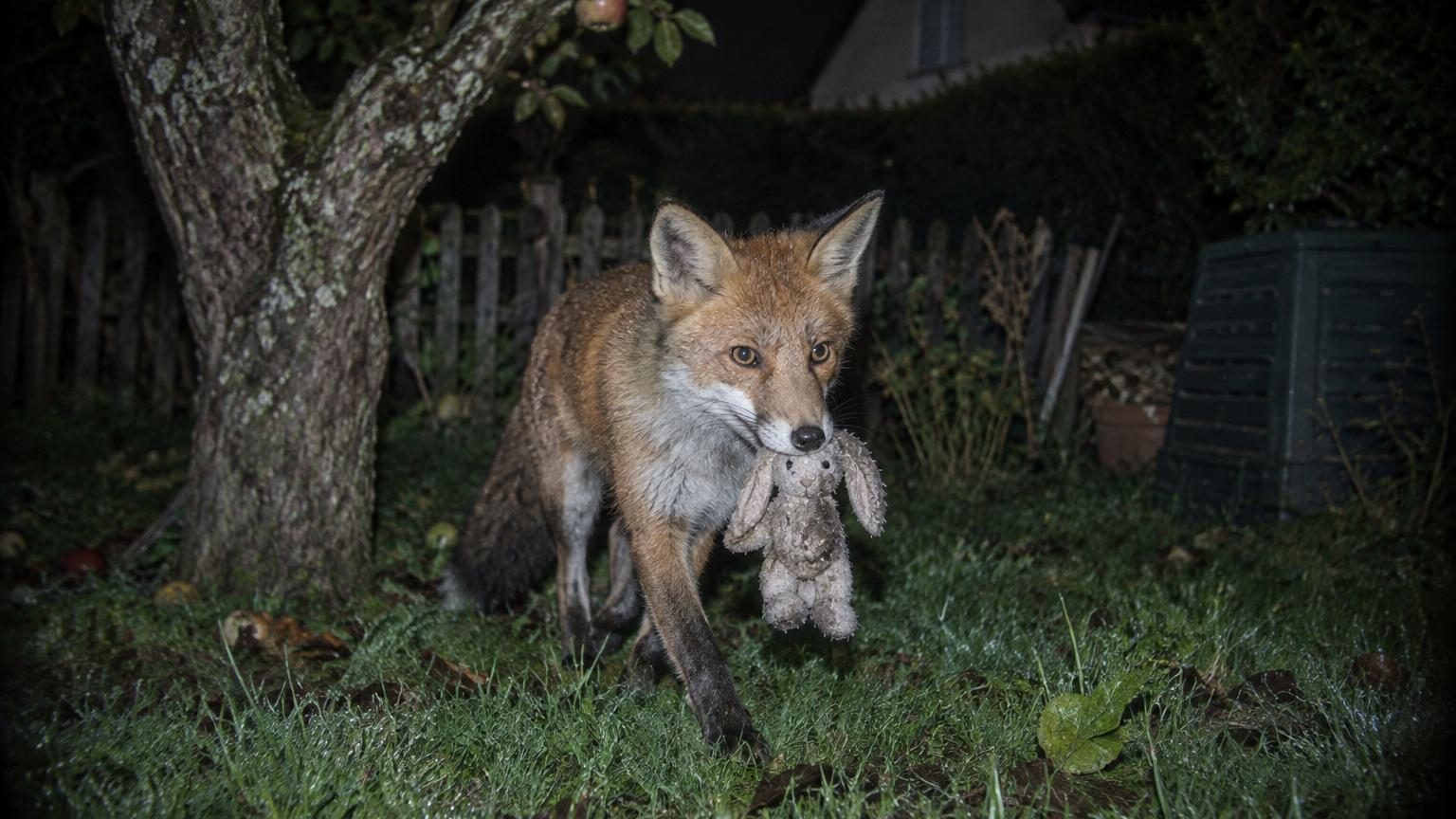 Renard roux passant furtivement dans un jardin de nuit, près d'un vieux pommier et de pelouse, capturé par caméra infrarouge.