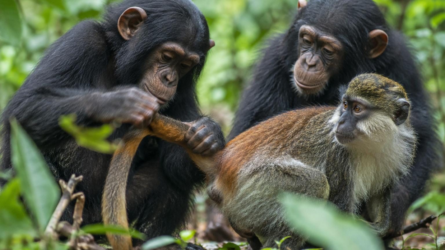 Un gibbon aux cheveux noirs caresse délicatement un petit rongeur brun dans ses mains, démontrant une interaction tendre et attentive entre deux espèces différentes.