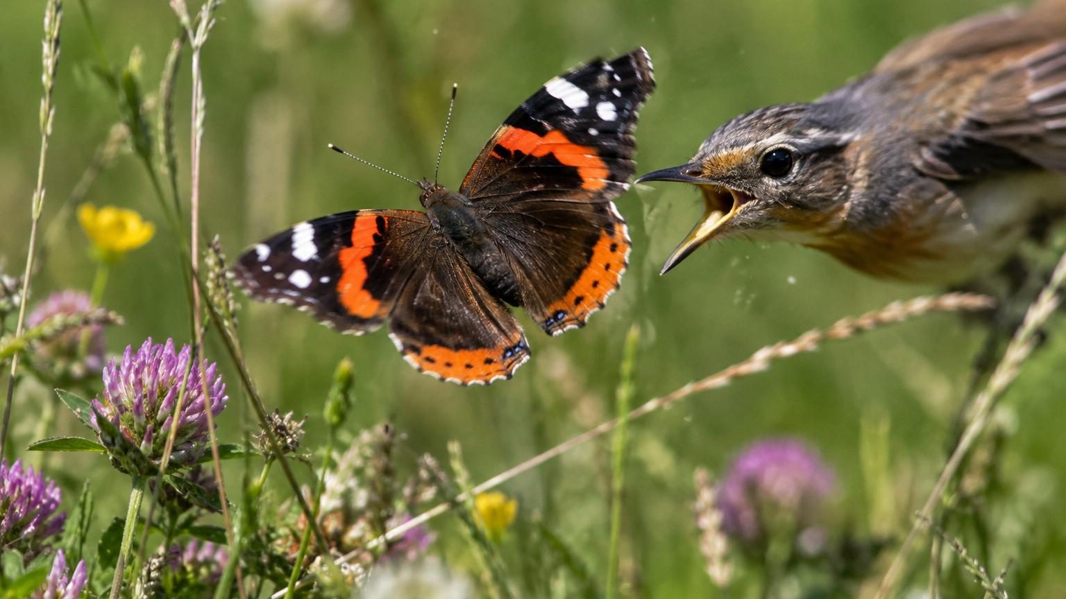 Papillon aux ailes colorées et rayées en vol, avec un oiseau prédateur qui tente de le capturer mais rate sa cible en plein air.