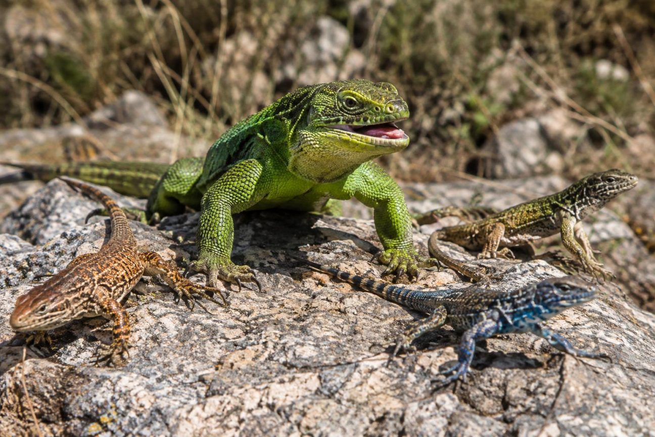Lézard vert et noir avec gorge blanche, positionné sur une roche grise, présentant la morphologie imposante du syndrome « Hulk ».