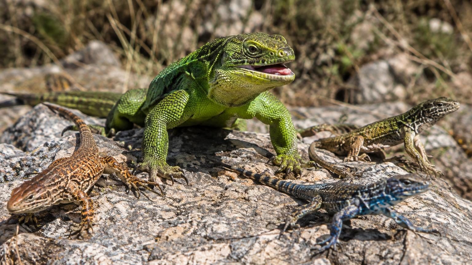 Lézard vert et noir avec gorge blanche, positionné sur une roche grise, présentant la morphologie imposante du syndrome « Hulk ».