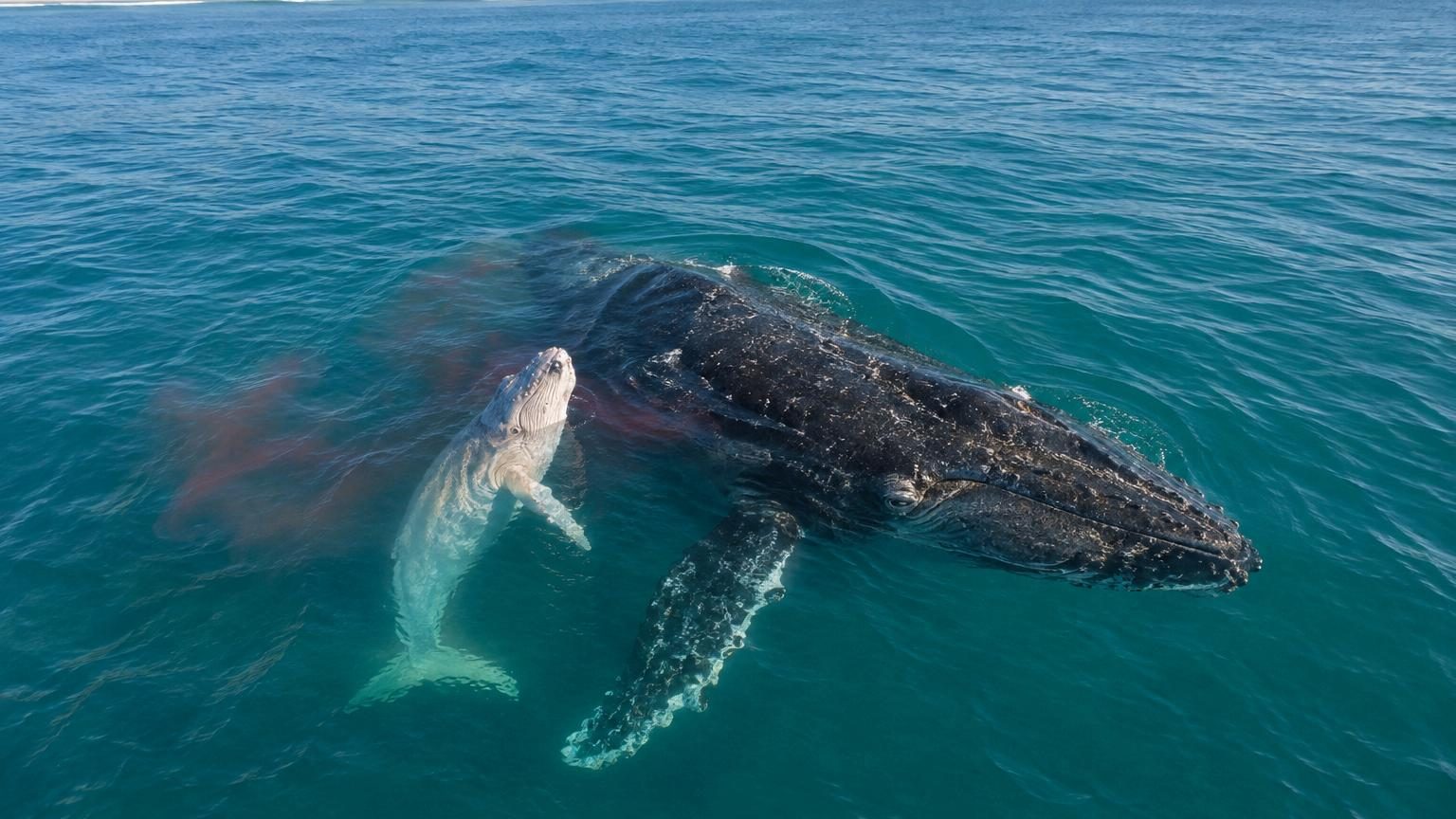 Un drone filme la naissance d&rsquo;une baleine à bosse au large de l&rsquo;Australie : une première jamais observée