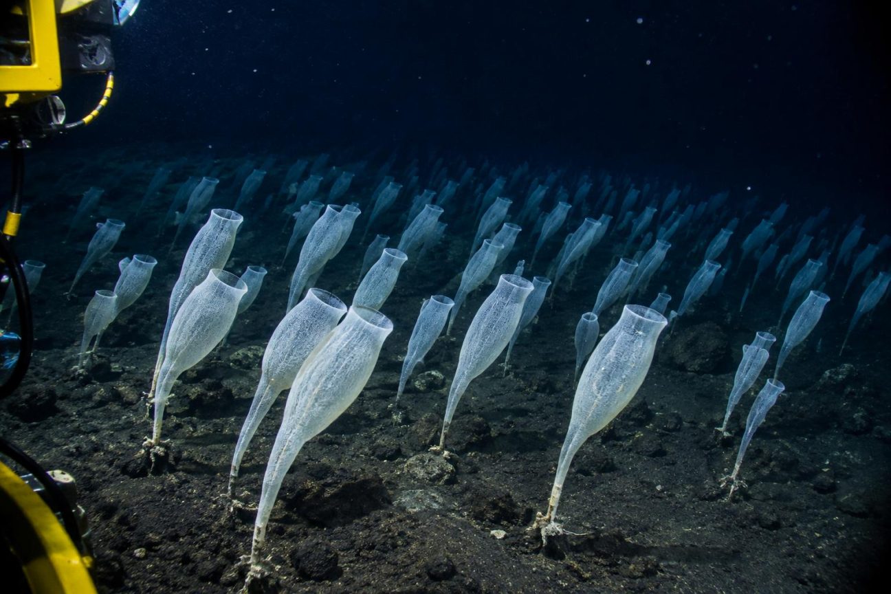 Forêt sous-marine fantastique composée de centaines d'éponges de verre blanc pâle dressées sur des tiges fines, toutes orientées dans la même direction, figées à plus de deux mille mètres de profondeur dans les abysses du Pacifique.