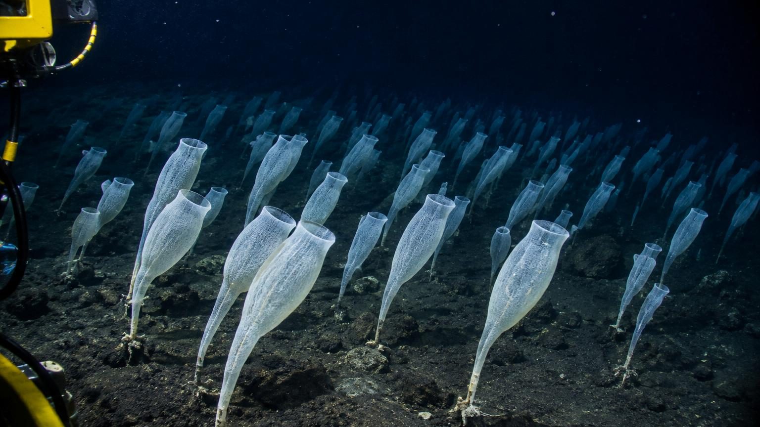 Forêt sous-marine fantastique composée de centaines d'éponges de verre blanc pâle dressées sur des tiges fines, toutes orientées dans la même direction, figées à plus de deux mille mètres de profondeur dans les abysses du Pacifique.