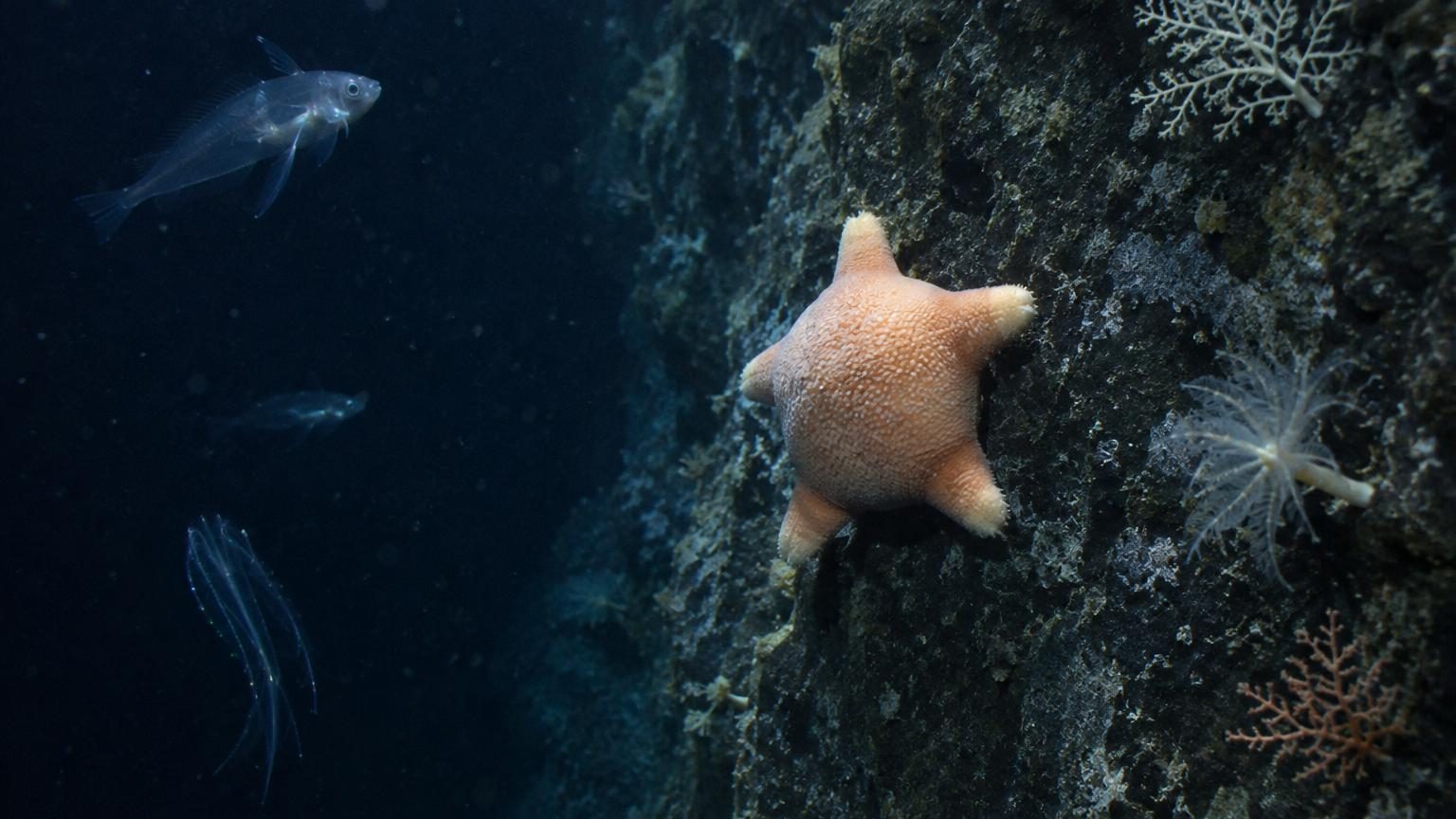 Étoile de mer rondelette aux bras courts et trapus filmée dans les abysses à 4 000 mètres de profondeur, présentant une silhouette rebondie qui rappelle un personnage de dessin animé.